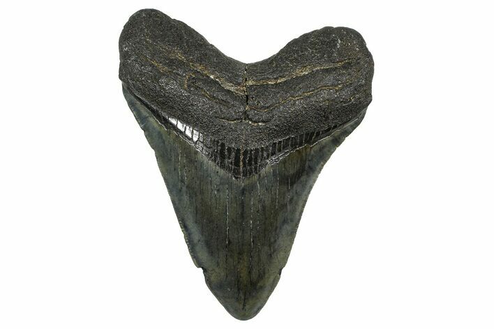 Serrated, Fossil Megalodon Tooth - North Carolina #378094
